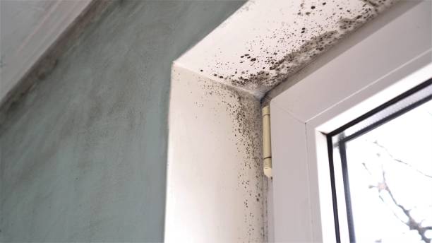 Best Mold Prevention Services  in Edcouch, TX