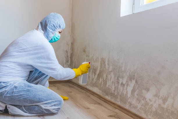 Best Mold Removal for HVAC Installations  in Edcouch, TX