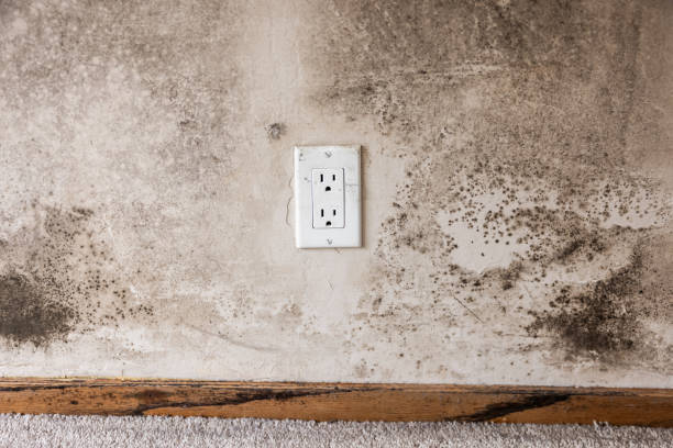 Best Water Damage & Mold Remediation  in Edcouch, TX
